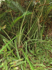 Ananas comosus