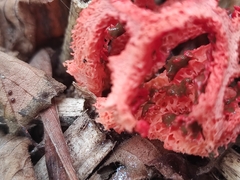 Clathrus ruber