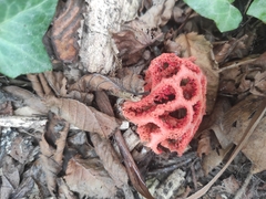 Clathrus ruber