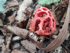 Clathrus ruber