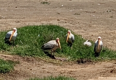 Mycteria ibis