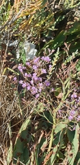Limonium vulgare