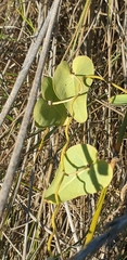 Cynanchum acutum