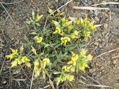 Listia heterophylla