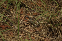 Dendrelaphis punctulatus