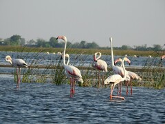Phoenicopterus roseus