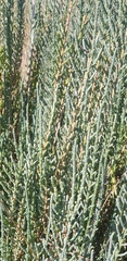 Salicornia europaea