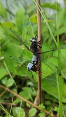 Libellula fulva