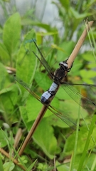 Libellula fulva