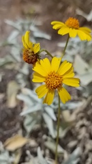 Encelia farinosa
