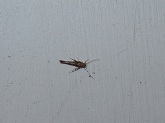 Stathmopoda plumbiflua