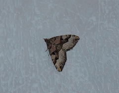 Xanthorhoe semifissata