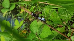 Libellula fulva
