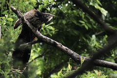 Centropus phasianinus