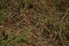 Dendrelaphis punctulatus