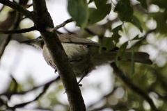 Philemon citreogularis