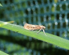 Atomotricha