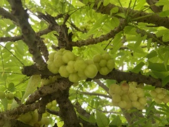 Phyllanthus acidus