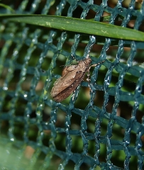 Atomotricha