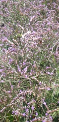 Limonium vulgare