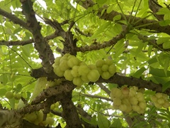 Phyllanthus acidus