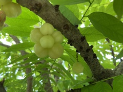 Phyllanthus acidus