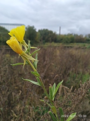 Oenothera hoelscheri