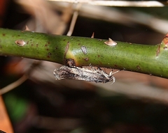 Atomotricha