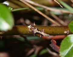 Atomotricha