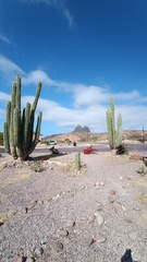 Pachycereus pringlei
