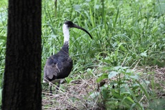 Threskiornis spinicollis