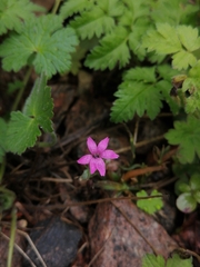 Dianthus deltoides