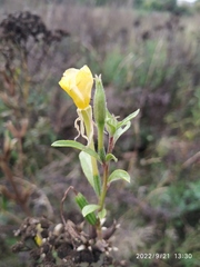 Oenothera hoelscheri
