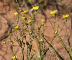 Bradburia pilosa