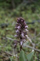 Himantoglossum robertianum