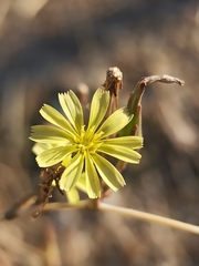 Lactuca serriola