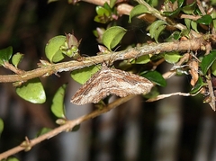 Chloroclystis filata