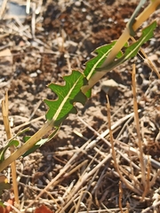 Lactuca serriola