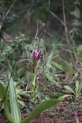 Anacamptis papilionacea