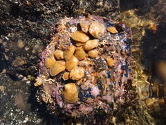 Isognomon perna