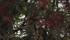 Myzomela sanguinolenta