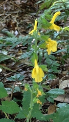 Salvia nipponica