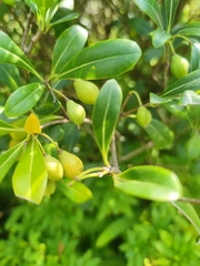 Pittosporum tobira