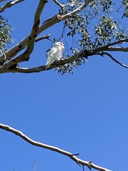 Cacatua tenuirostris