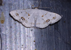 Scopula lautaria