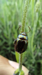 Chrysolina americana