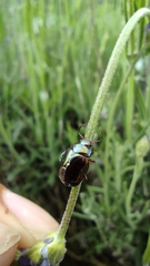 Chrysolina americana