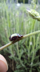 Chrysolina americana