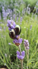 Chrysolina americana