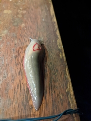 Triboniophorus graeffei